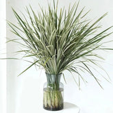 Cymbidium * 20